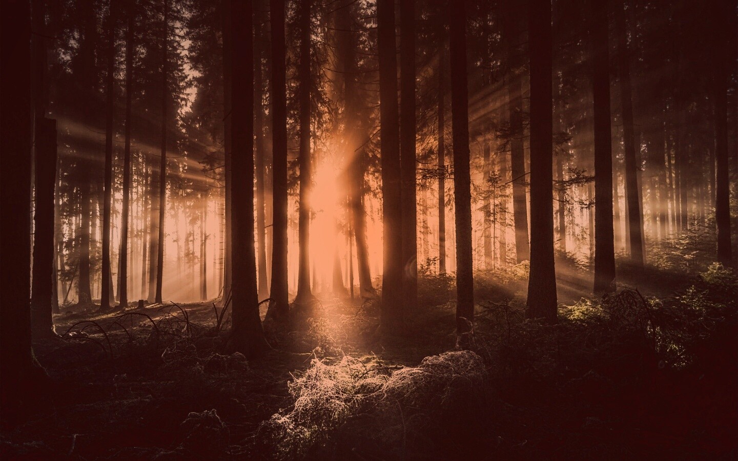 Свет пробивается сквозь стволы деревьев обои