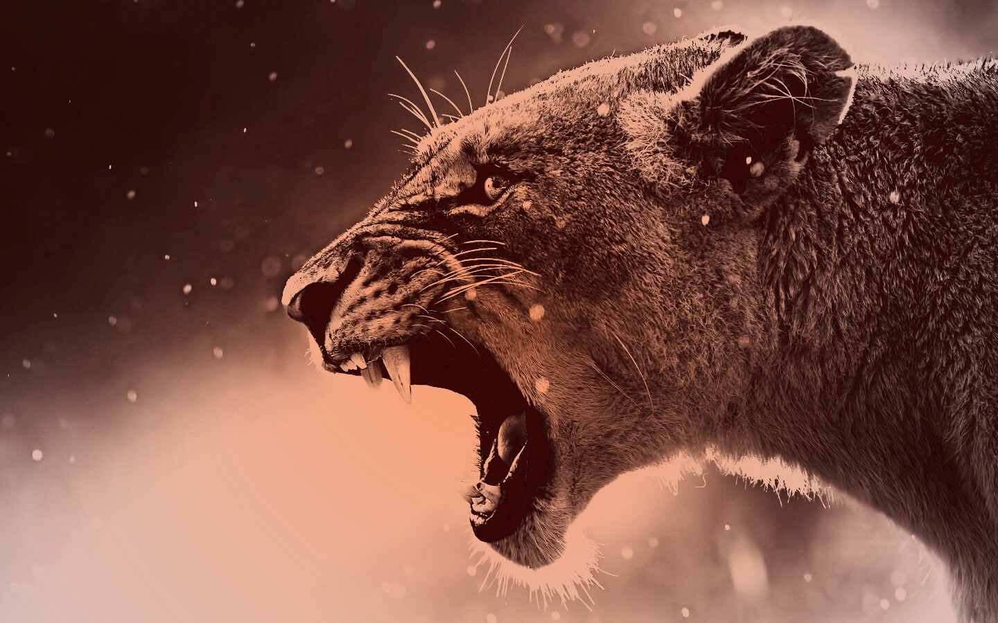 Грозный львиный рык обои