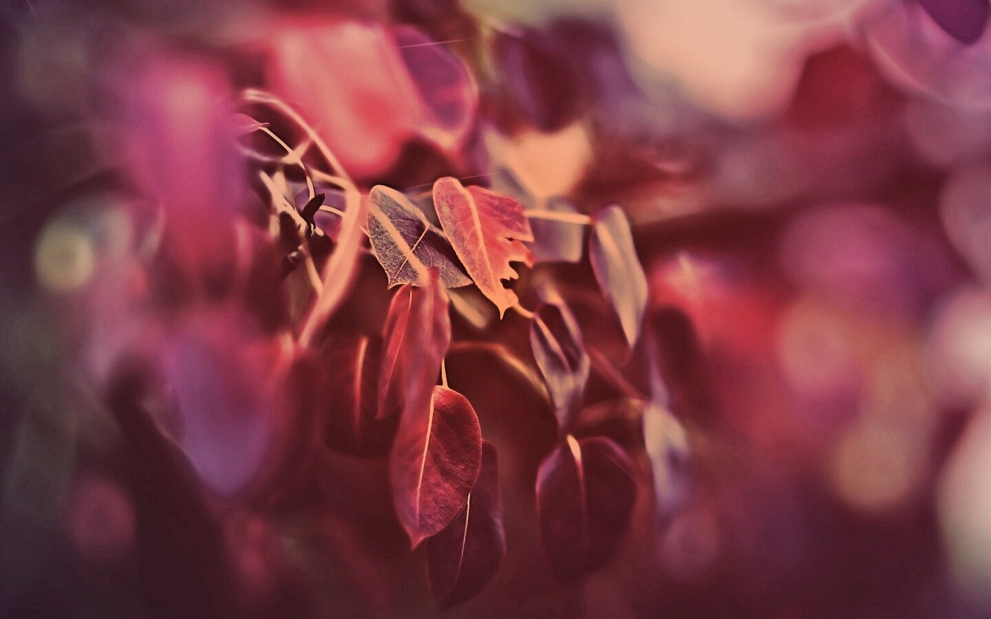 Фиолетовые листья обои