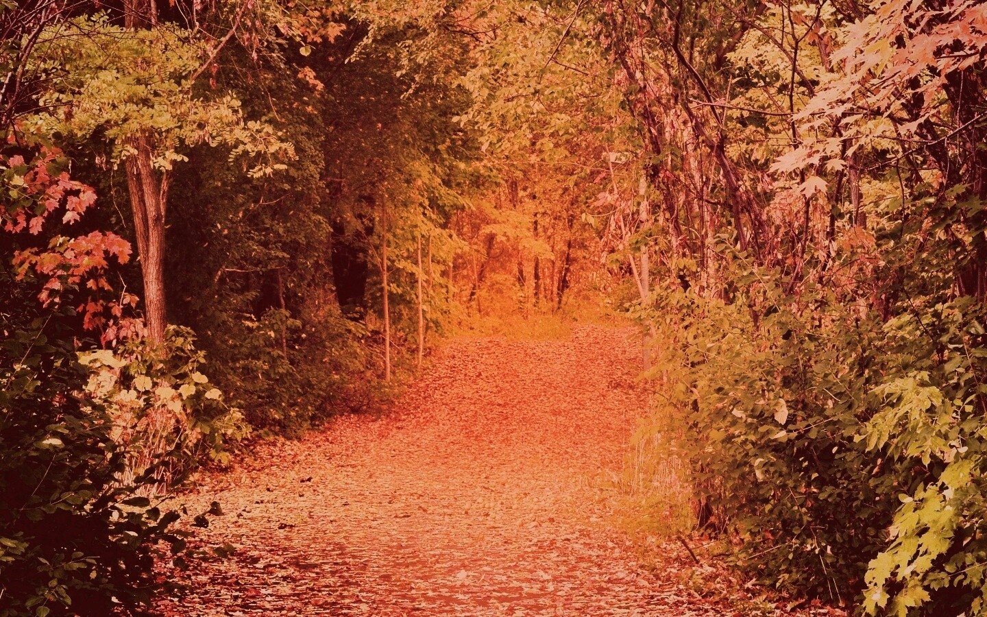 Дорожка в осеннем лесу обои