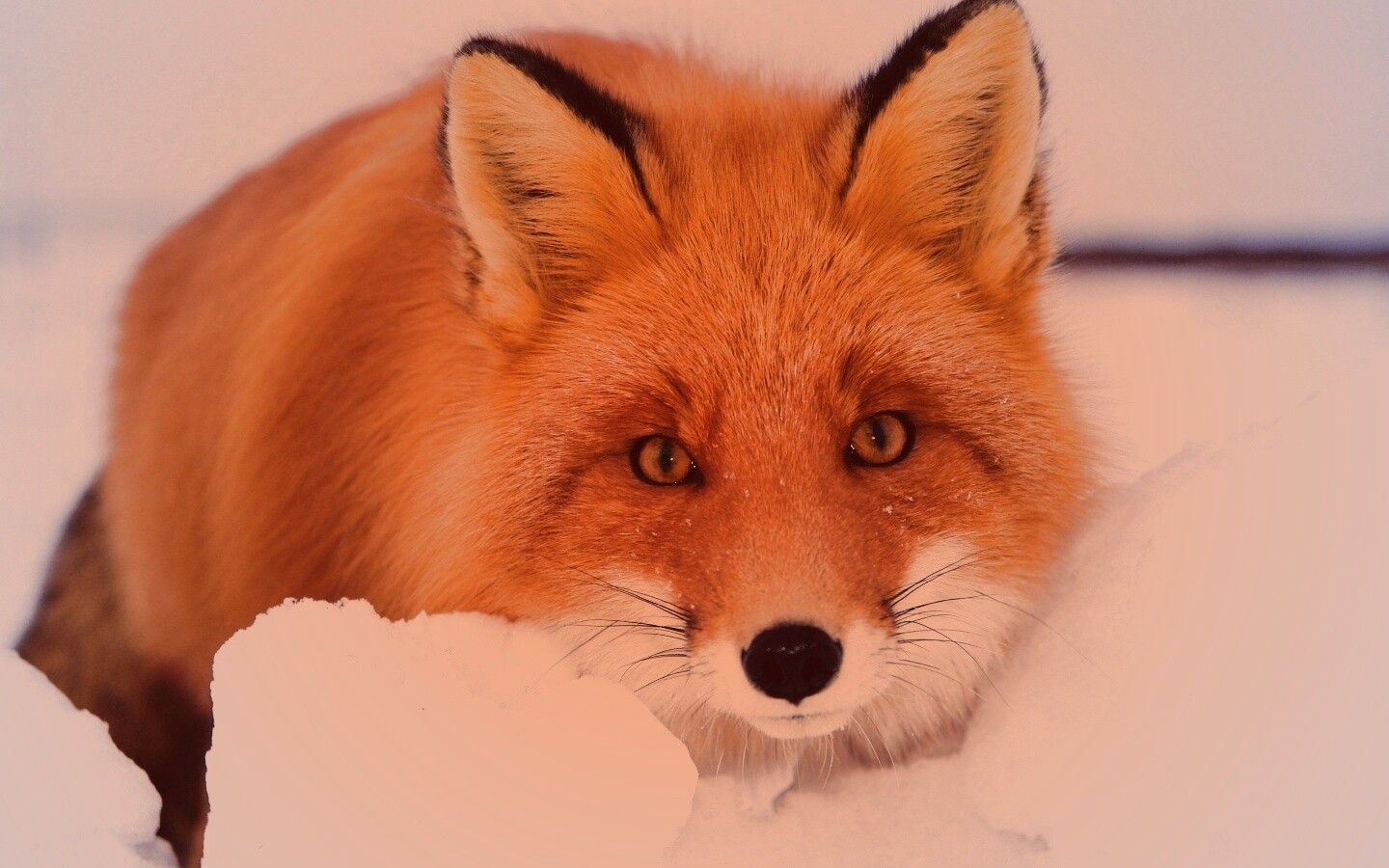 Рыжая лиса в снегу обои