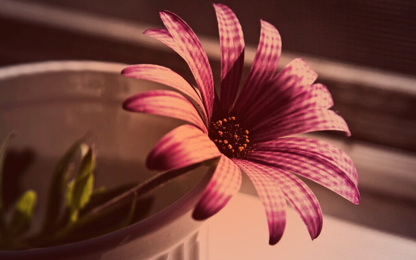 Сиреневый цветок в стакане обои