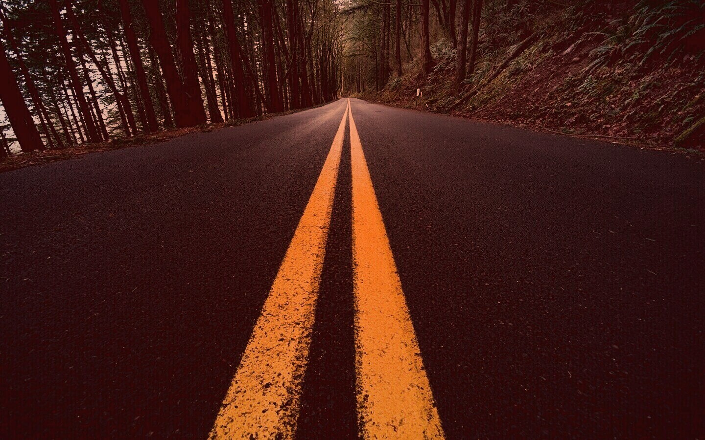 Дорога в лесу обои