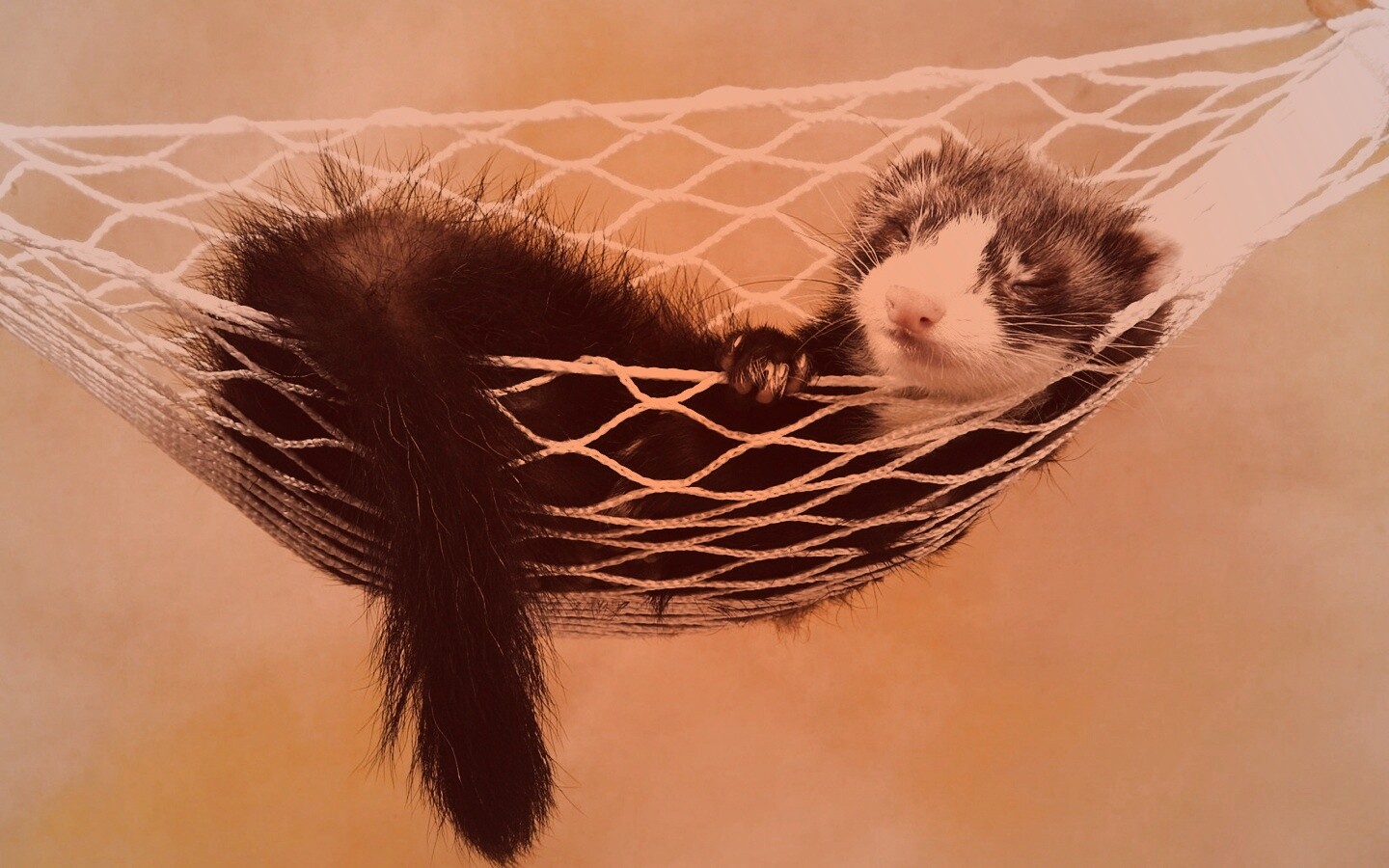 Хорек в гамаке обои