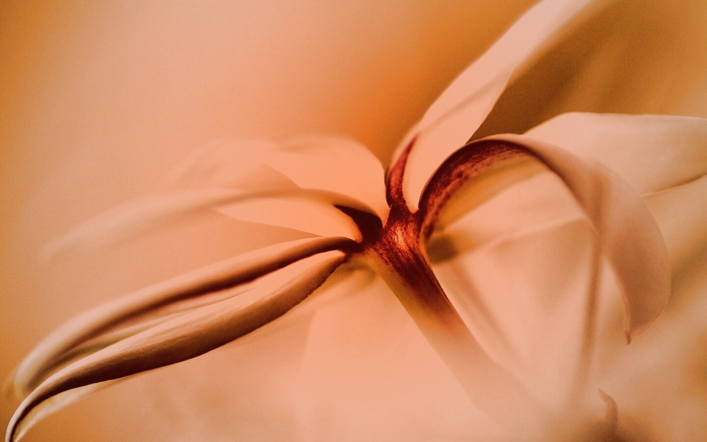 Цветок обои