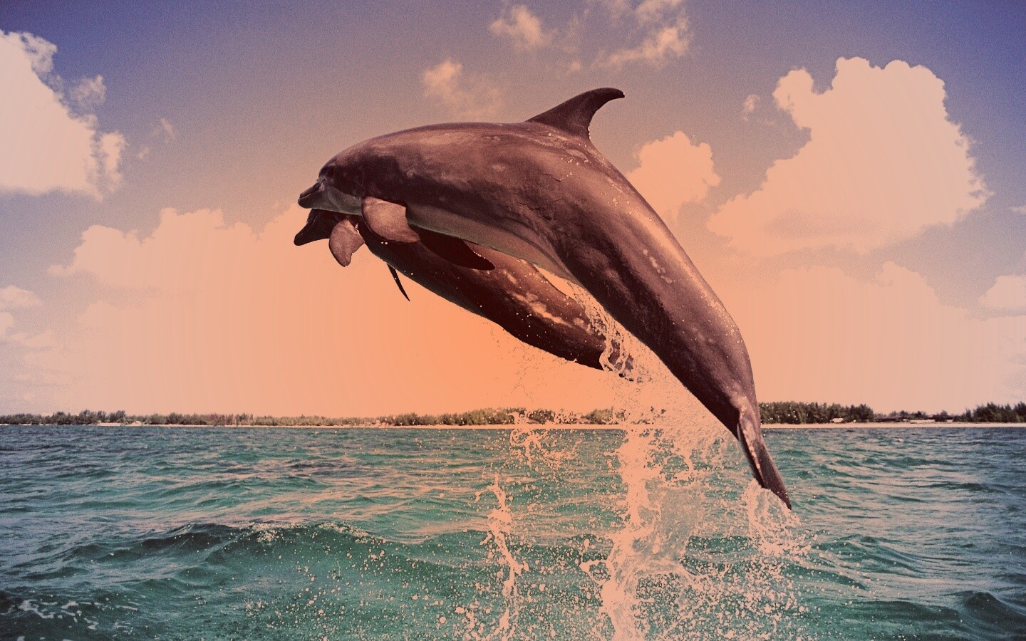 Дельфины обои