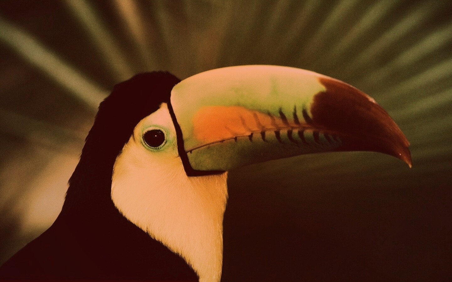 Грустный желтогрудый тукан обои