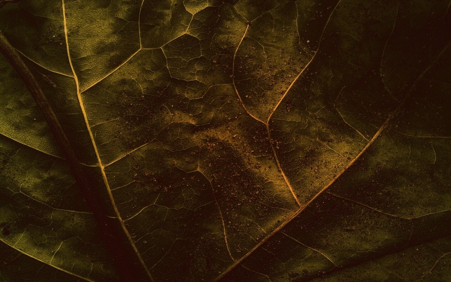 Макро зеленый лист обои