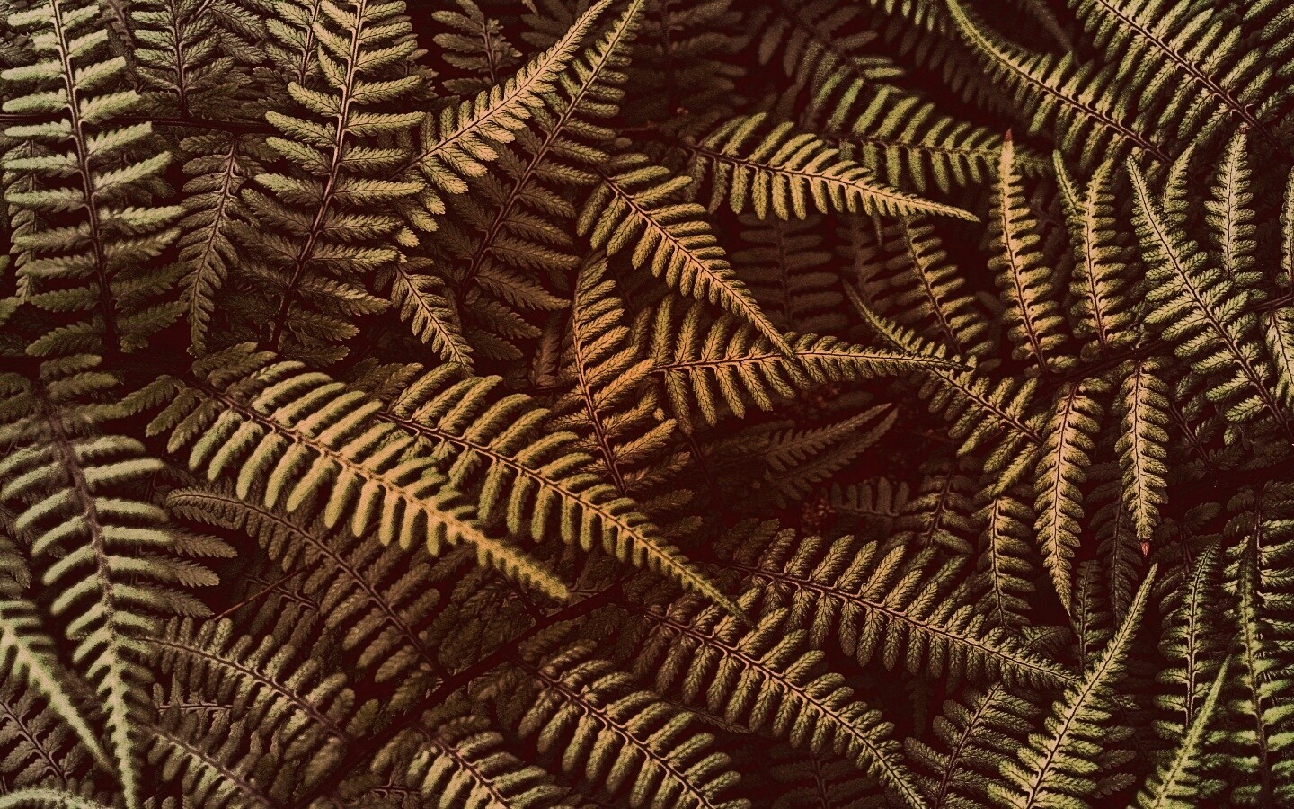 Папоротник обои