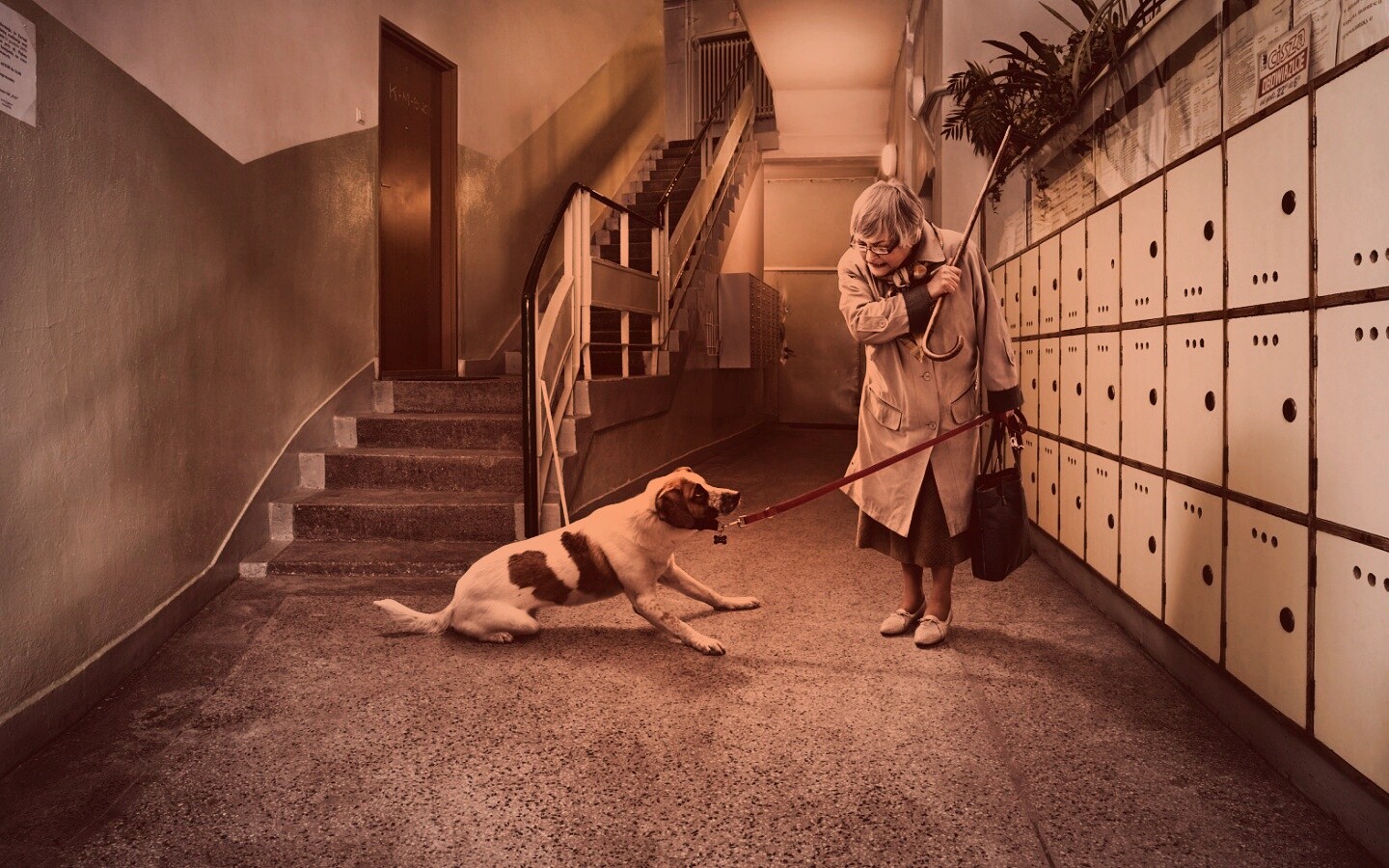 Непослушная собака обои