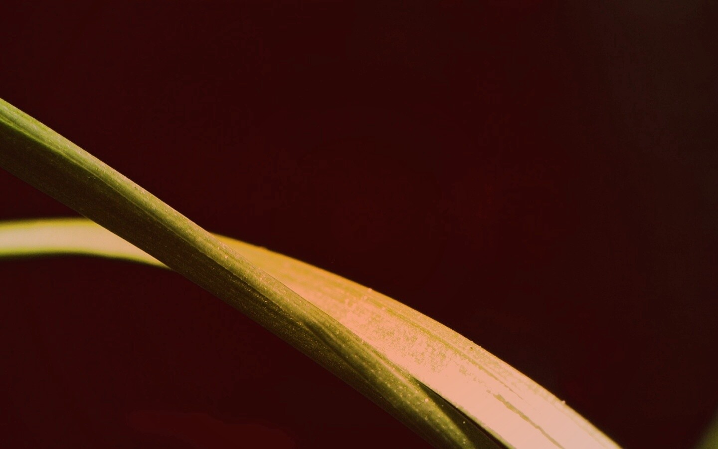 Зелень обои