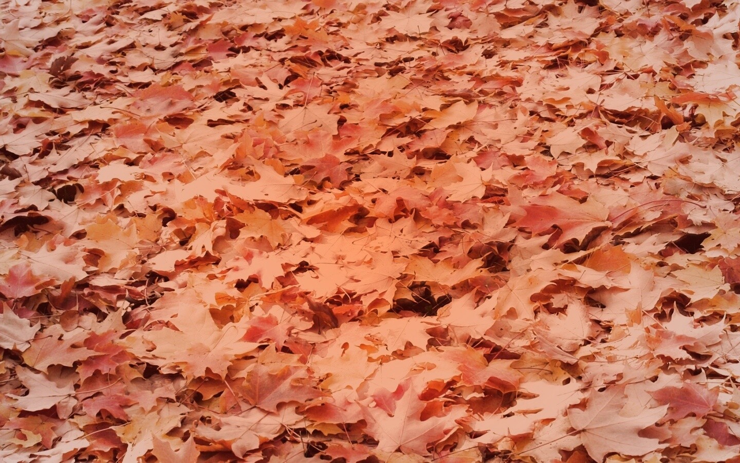 Листья клена обои