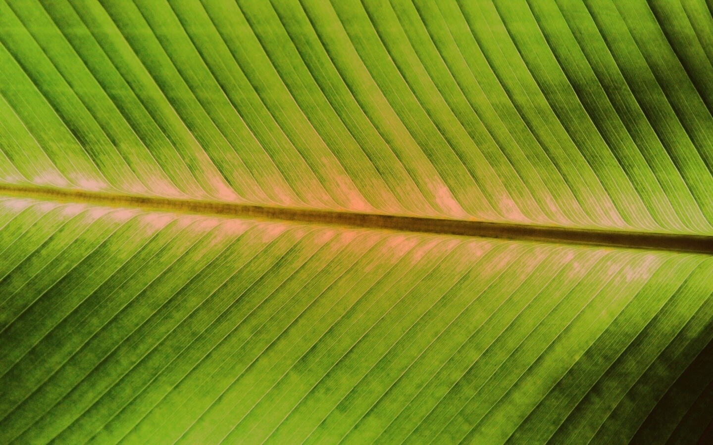 Пальмовый лист на солнце обои