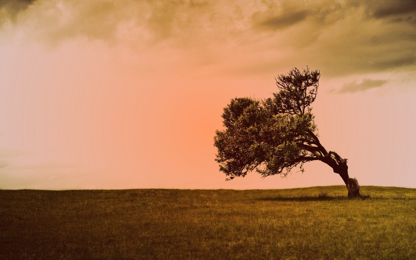 Склоненное дерево обои