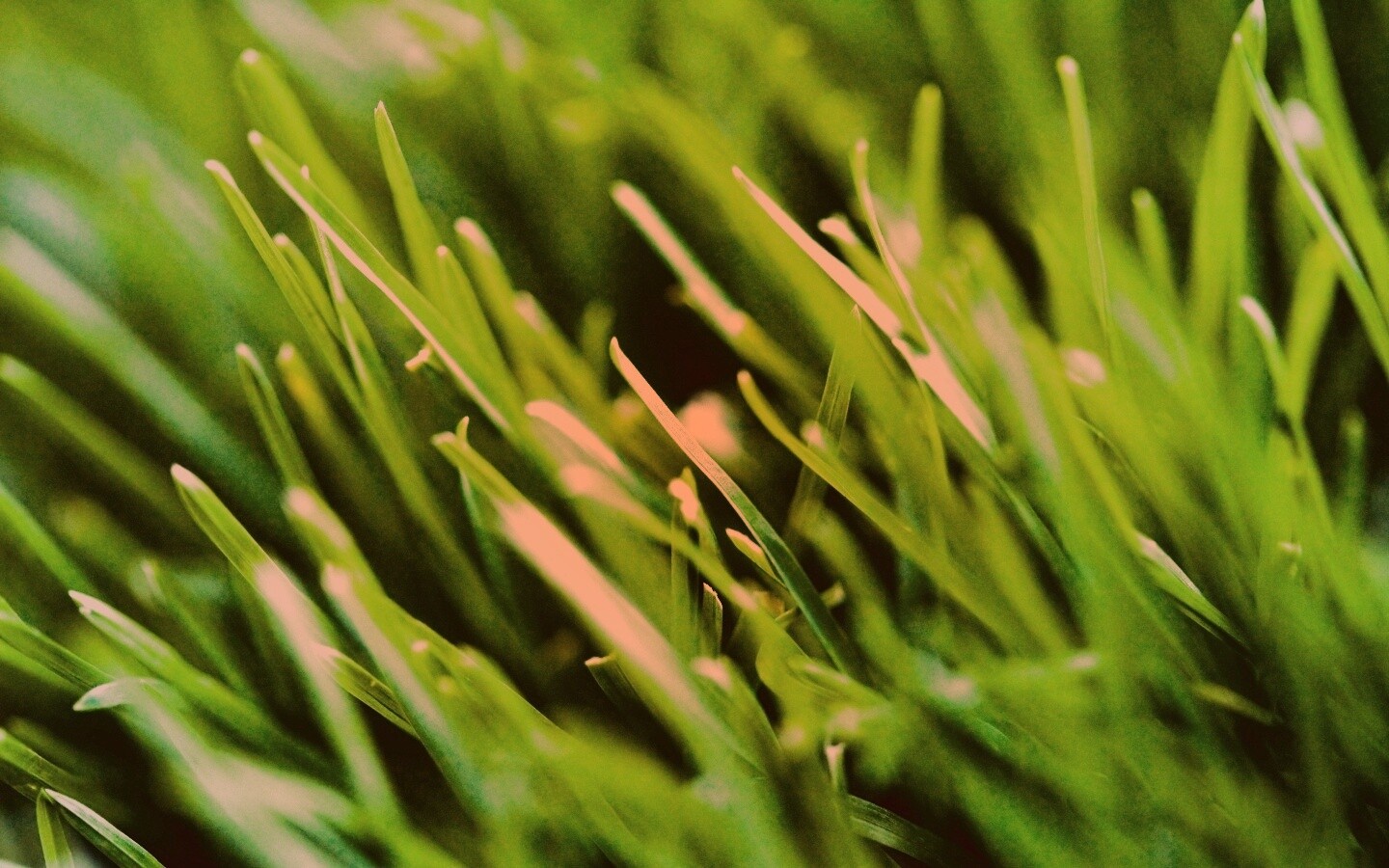 Зеленая свежая трава обои