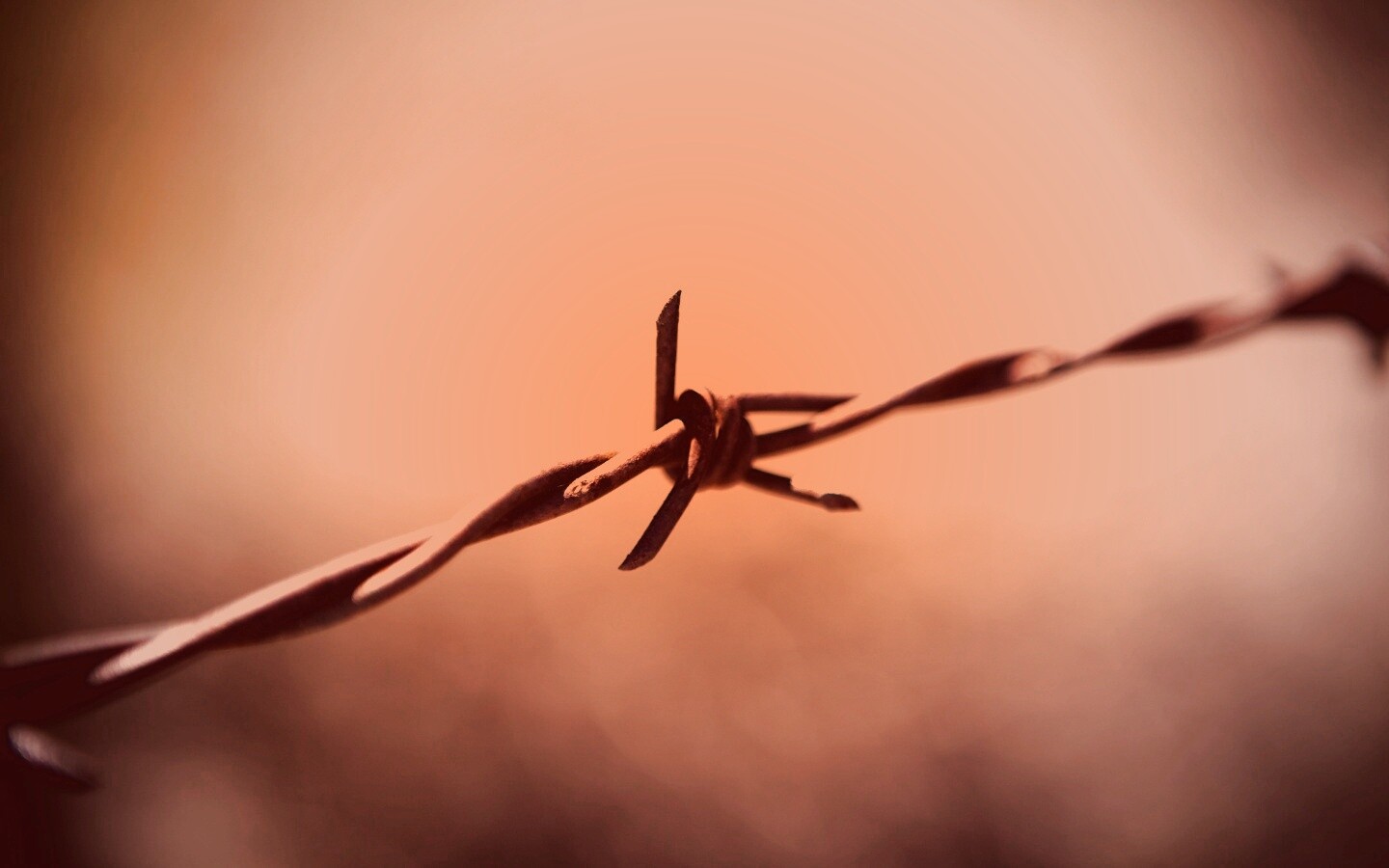 Фото колючей проволоки обои