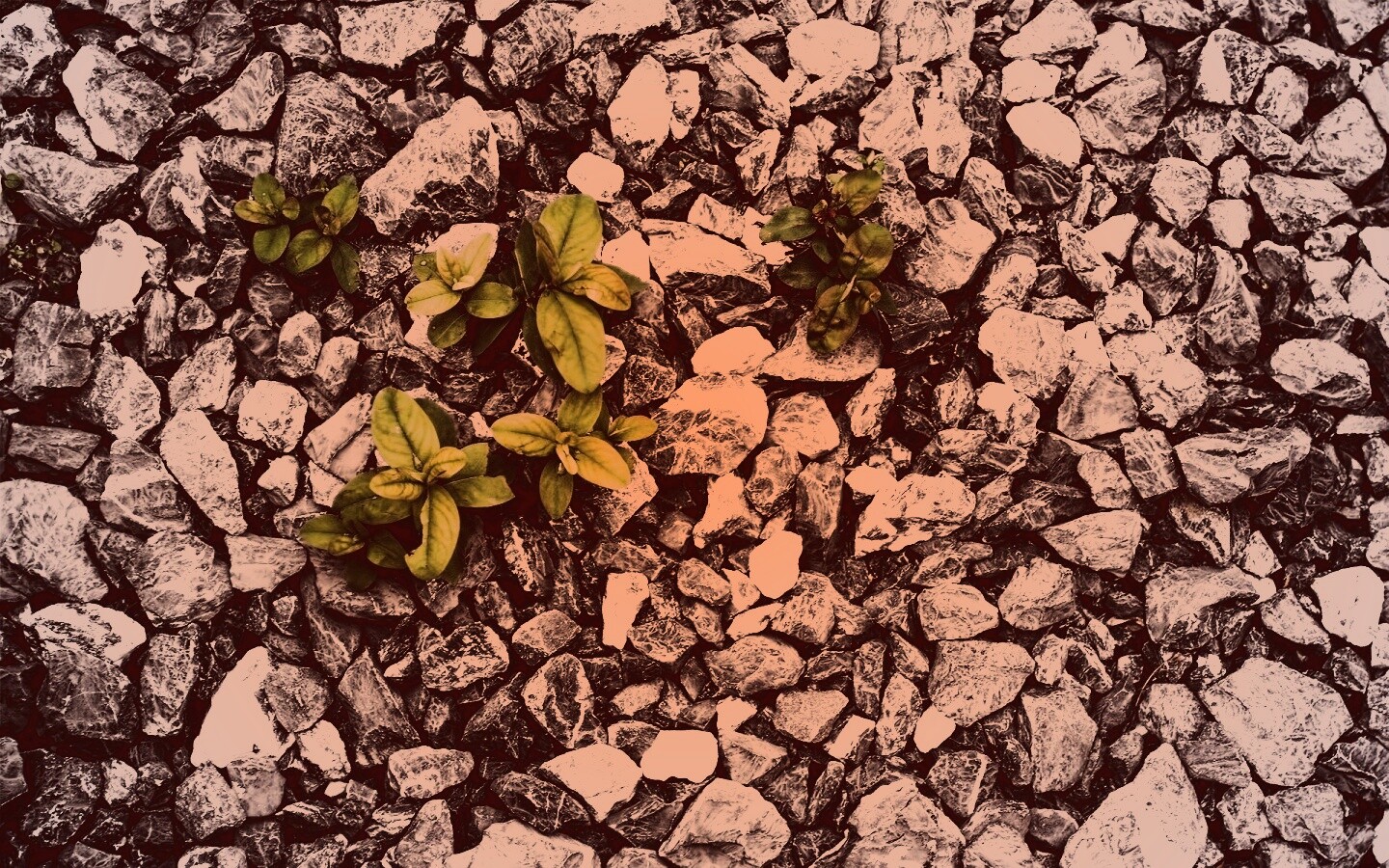 Цветы среди камней обои