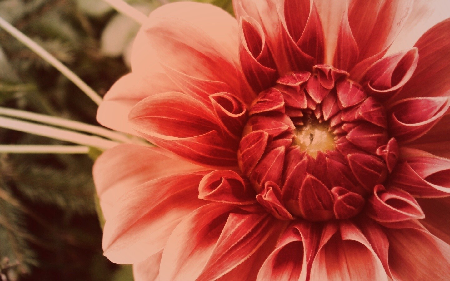 Аленький цветочек обои