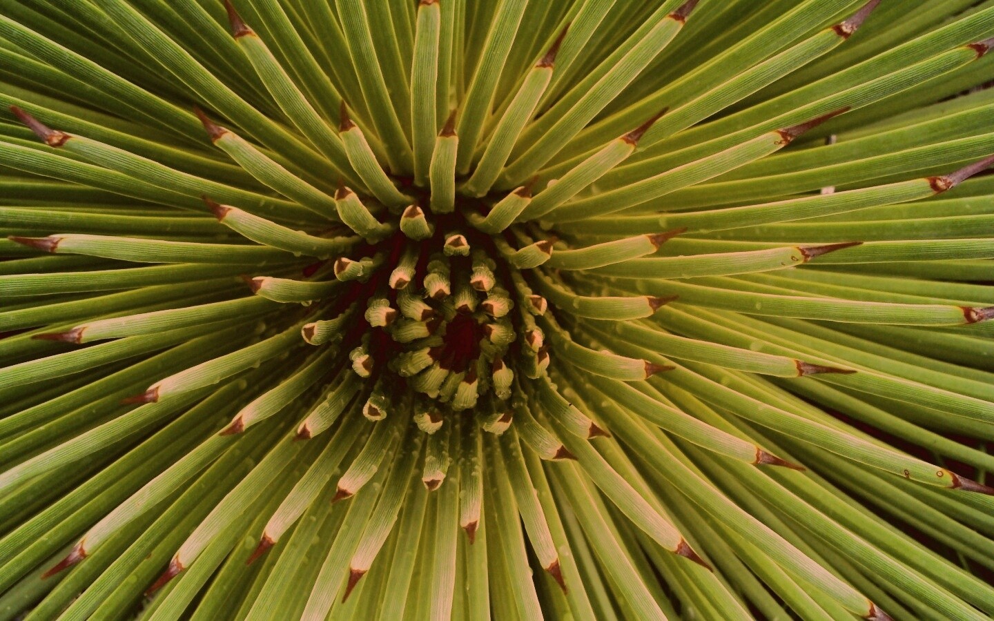 Хищный цветок обои