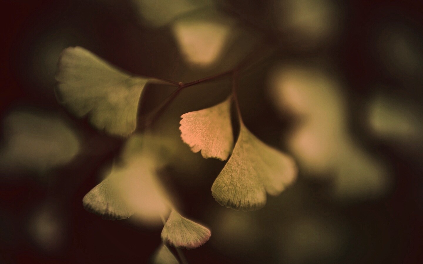 Дикие зеленые листья обои