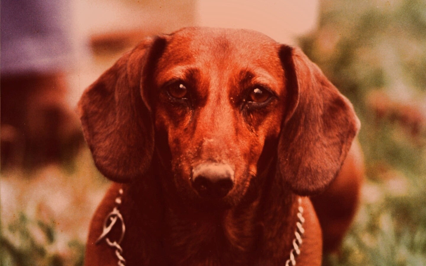 Рыжая такса обои