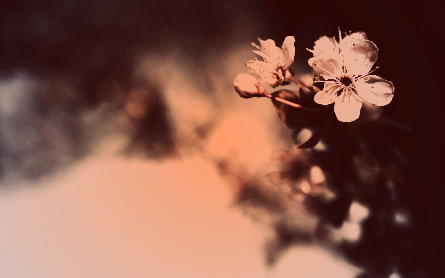 Цветок вишни обои