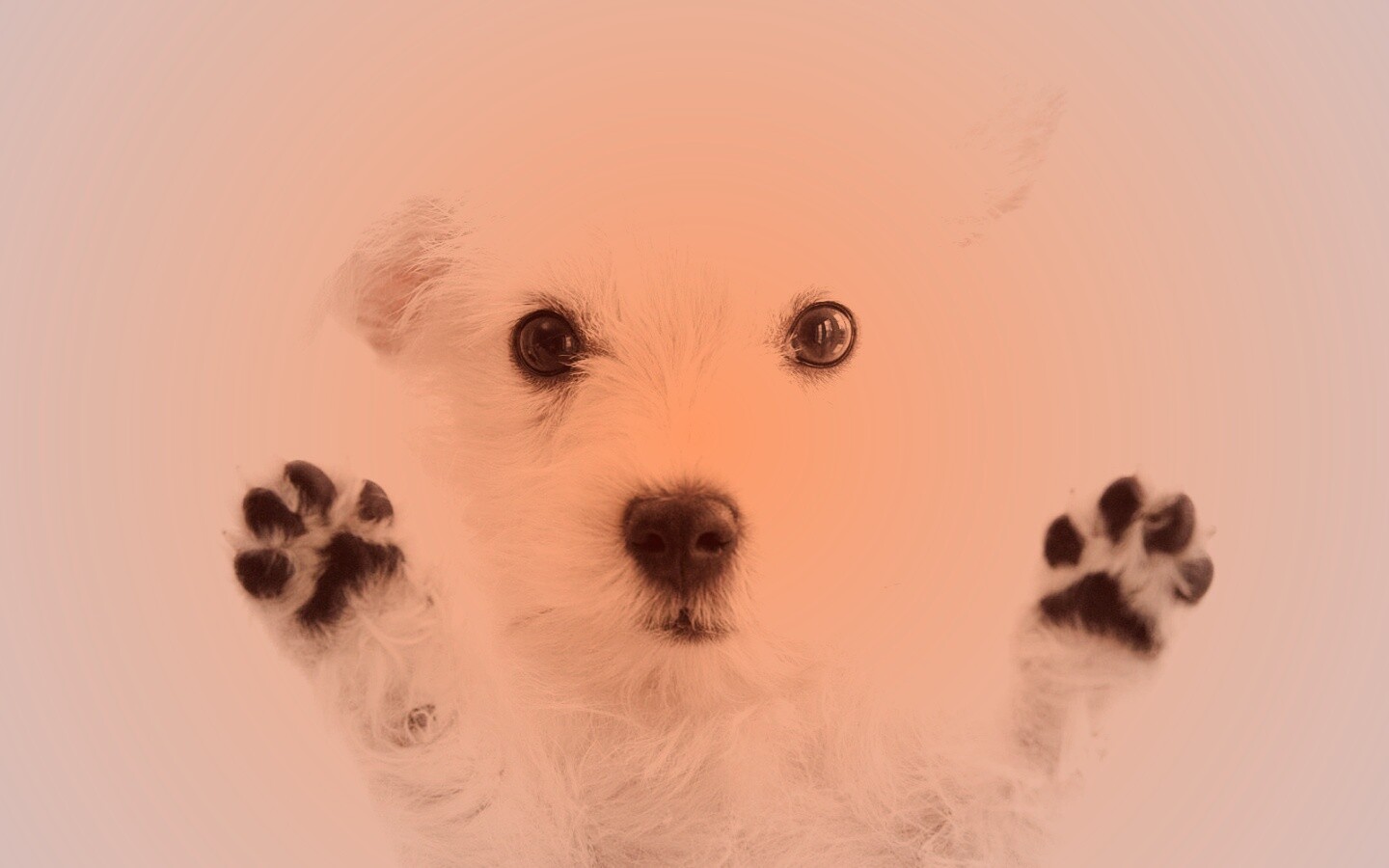 Белый любознательный щенок обои