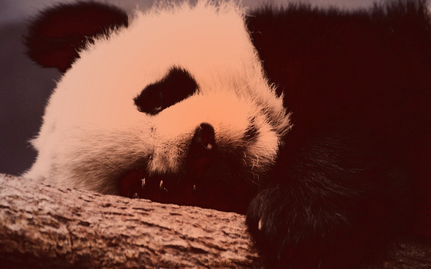 Панда на ветви обои