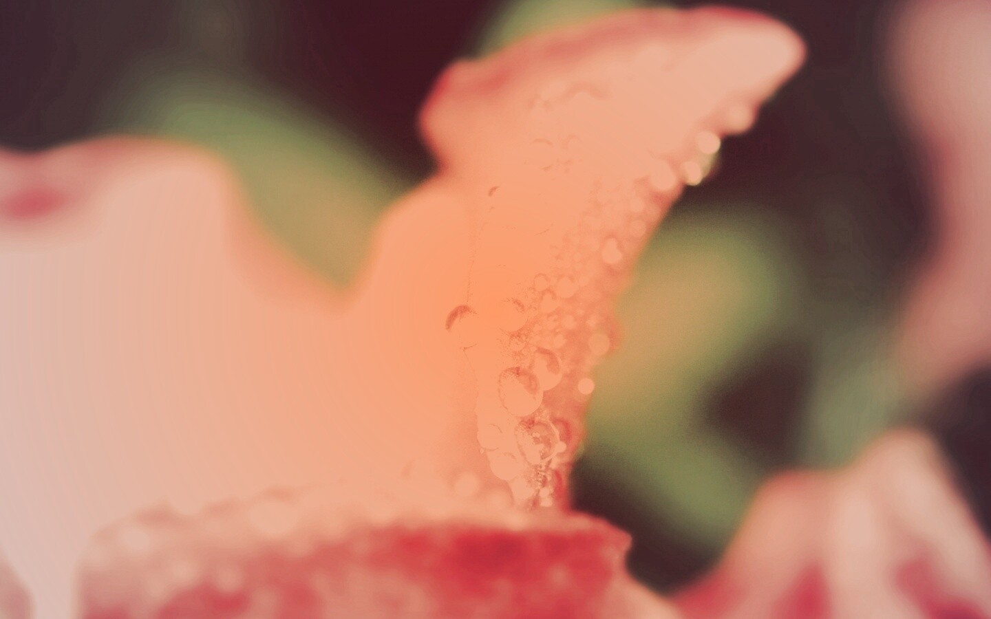 Капли росы на лепестке обои