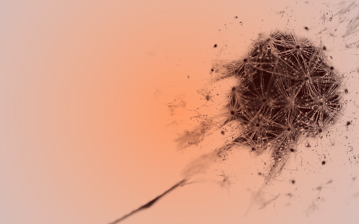 Одуванчик  обои