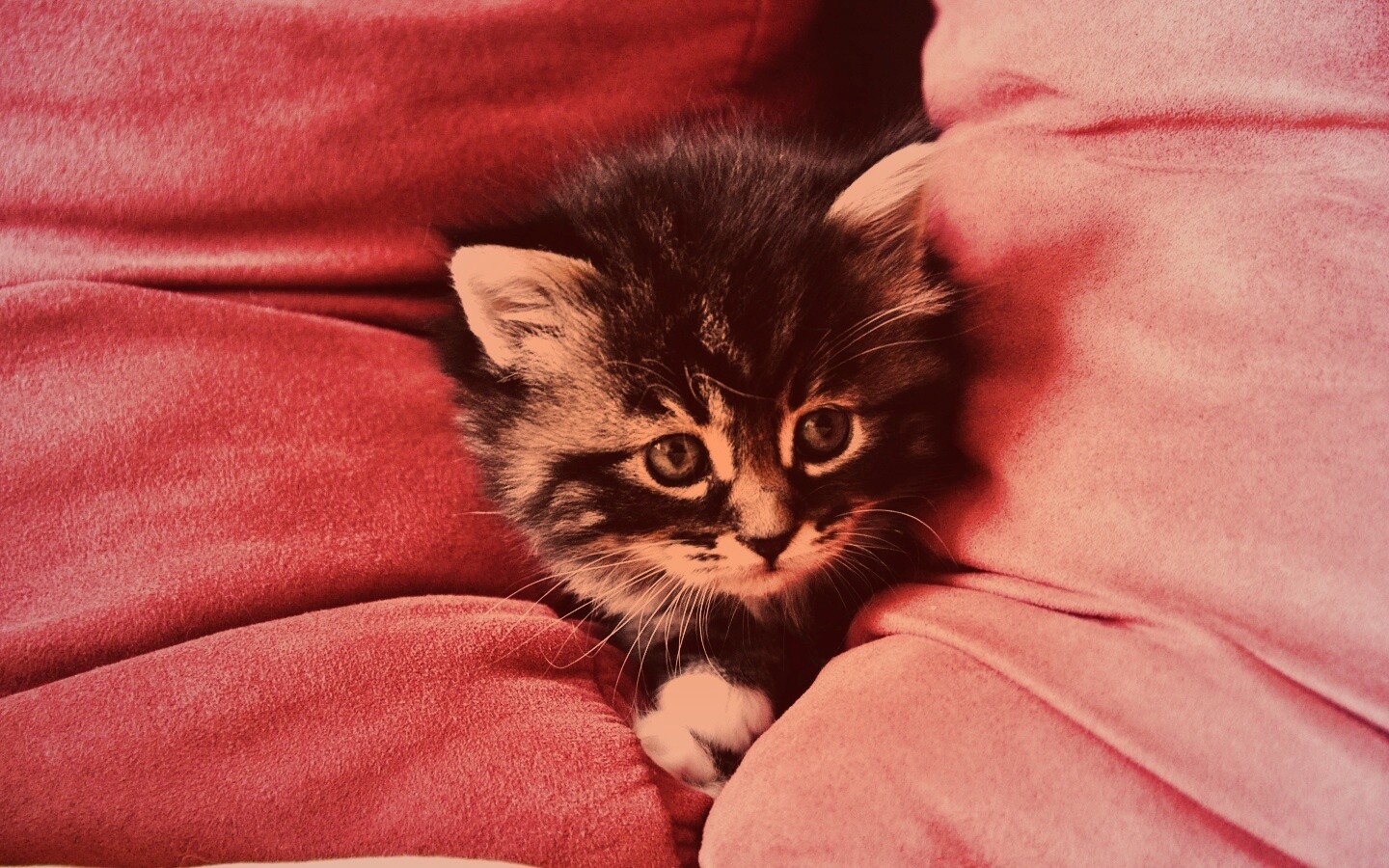 Котенок в подушках обои