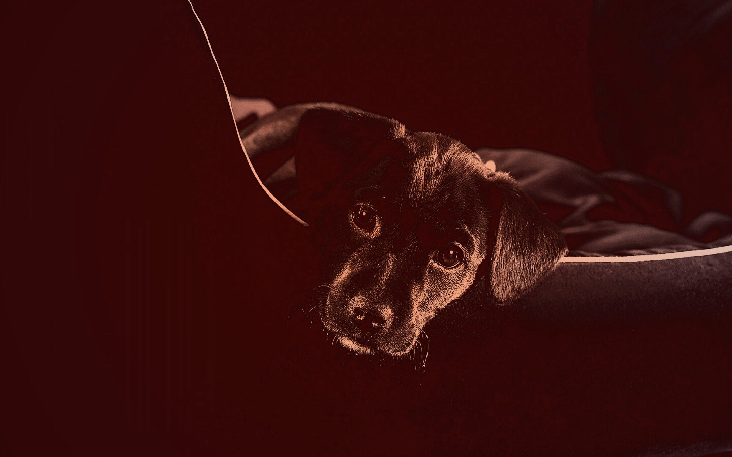 Собачка в сумке обои