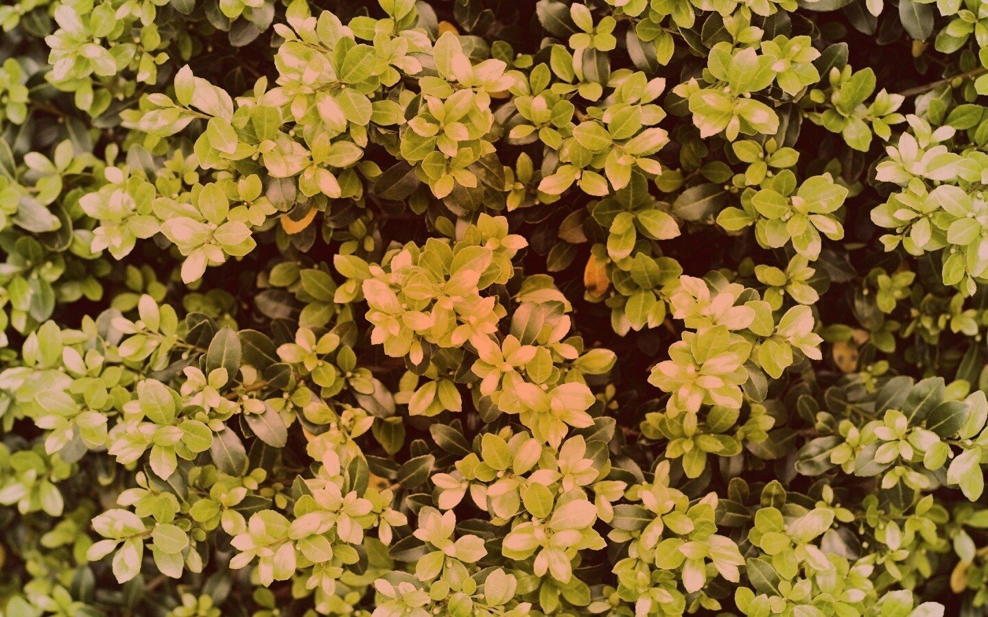 Густая листва обои