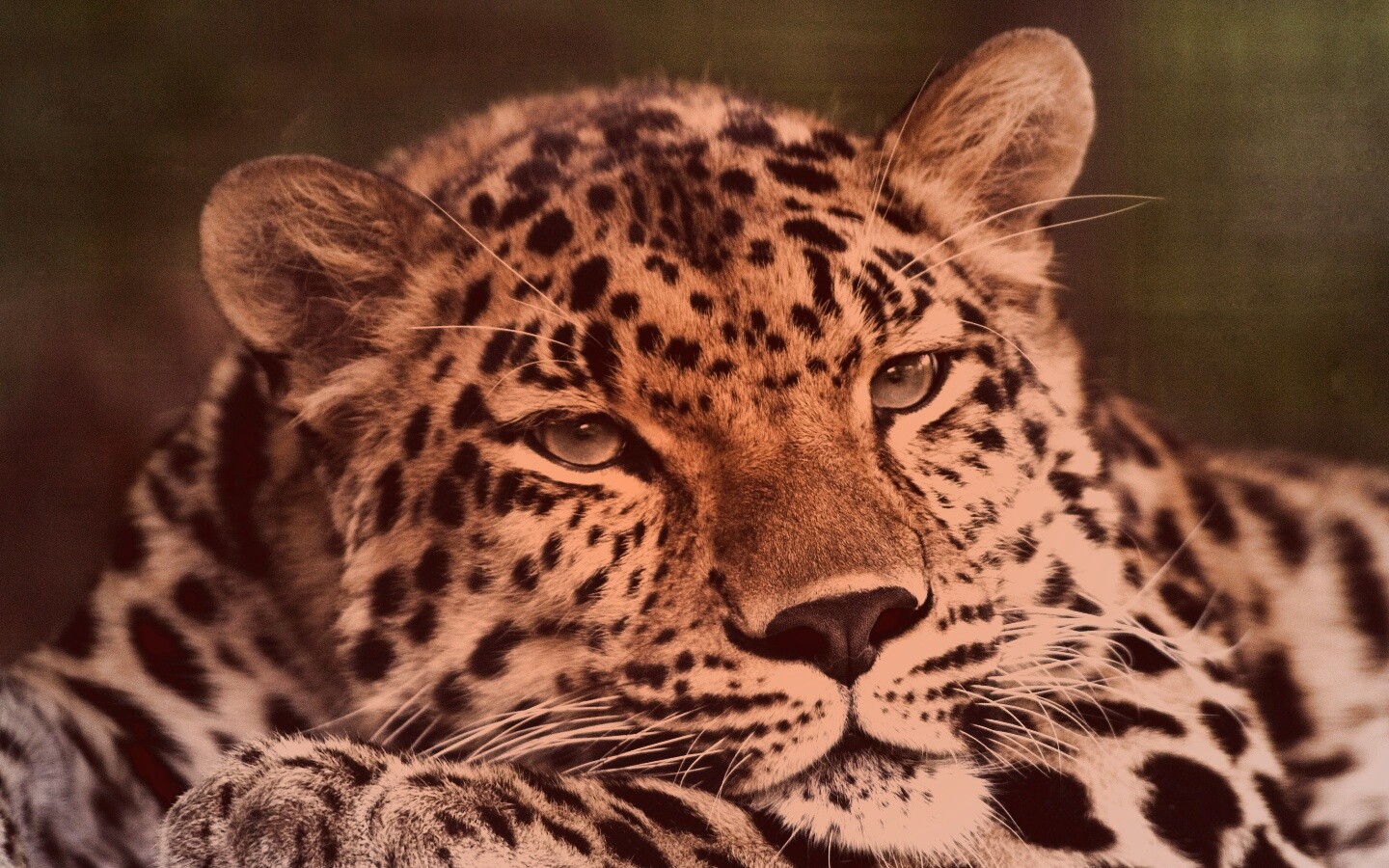 Злопасный ягуляр обои