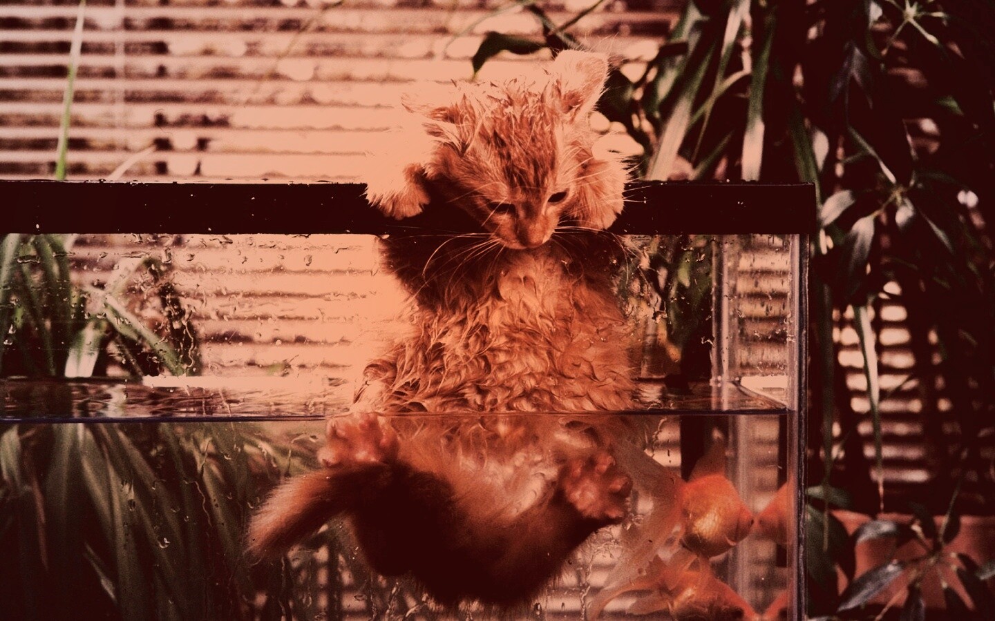 Мокрая киска обои