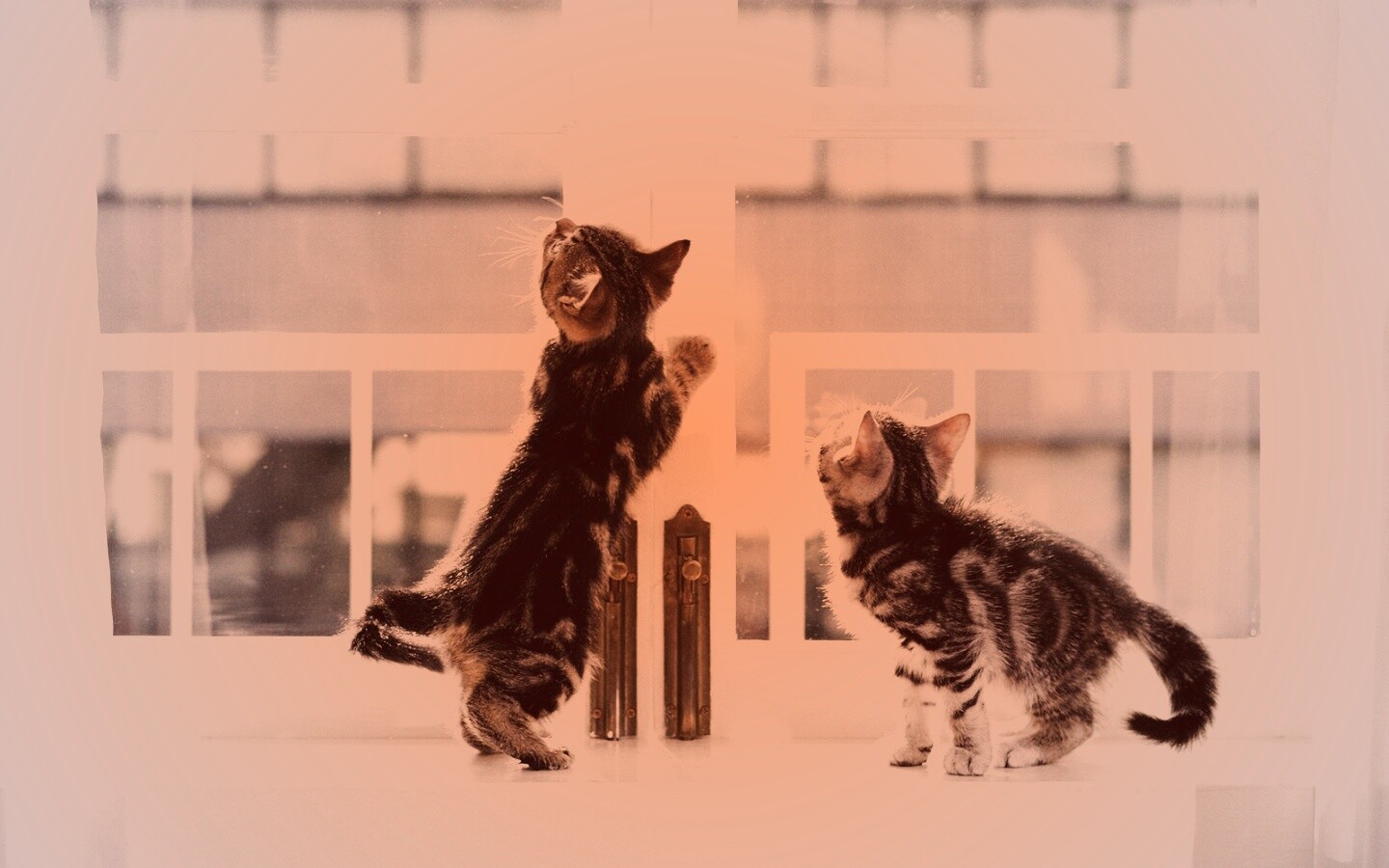 Котята у окна обои