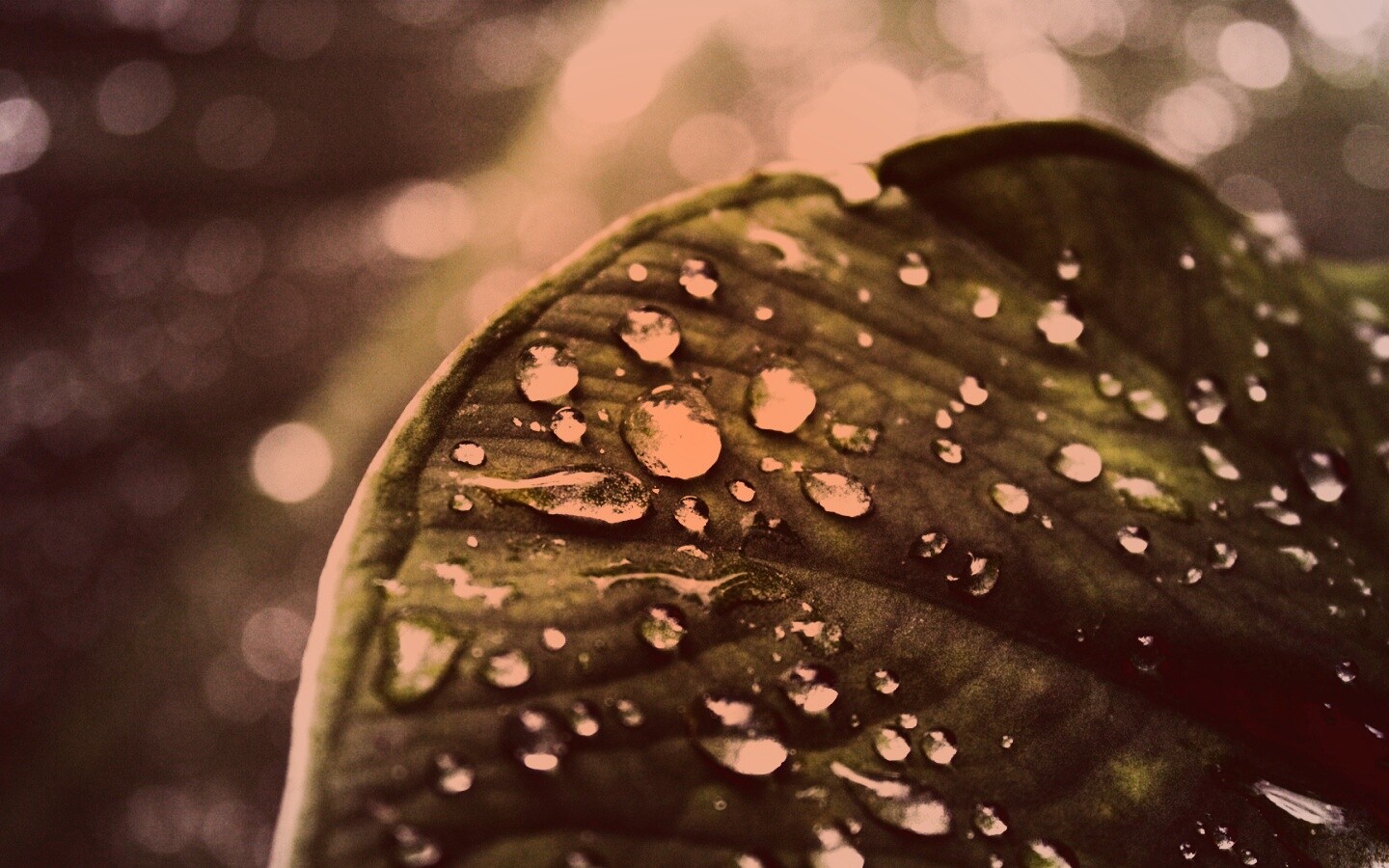 Роса на листке обои