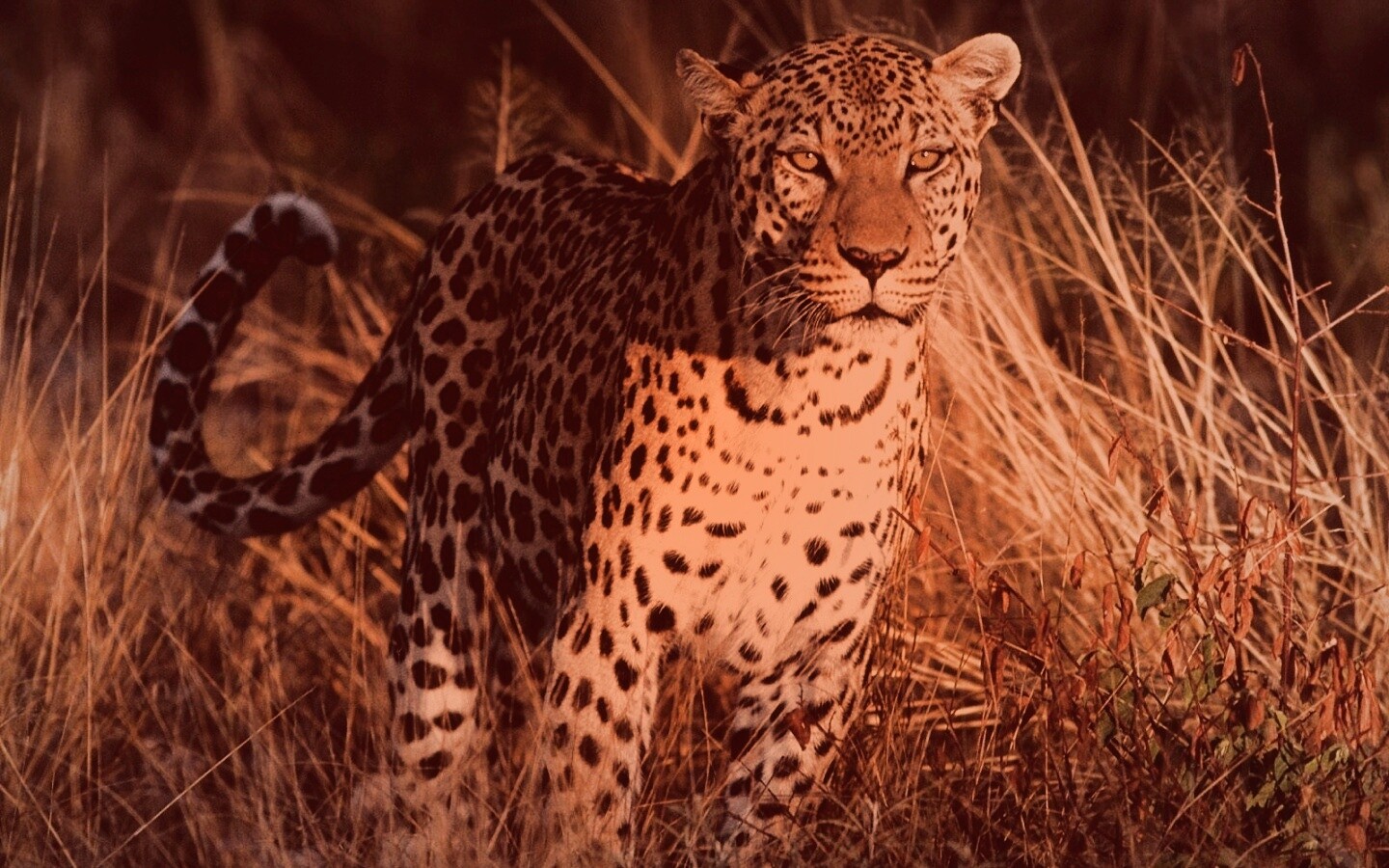 Леопард на охоте обои