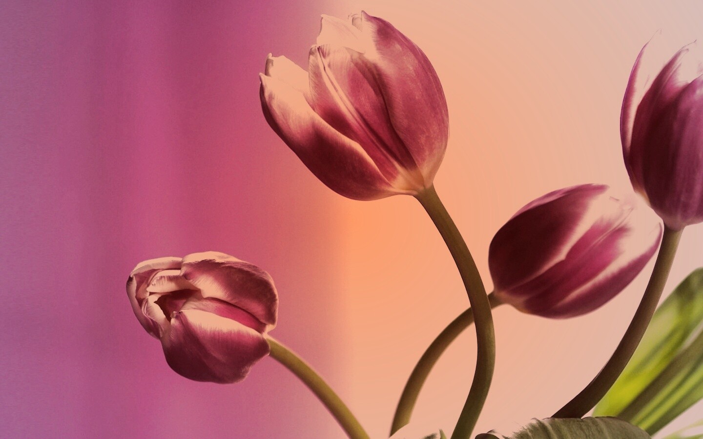 Сиреневые цветы обои