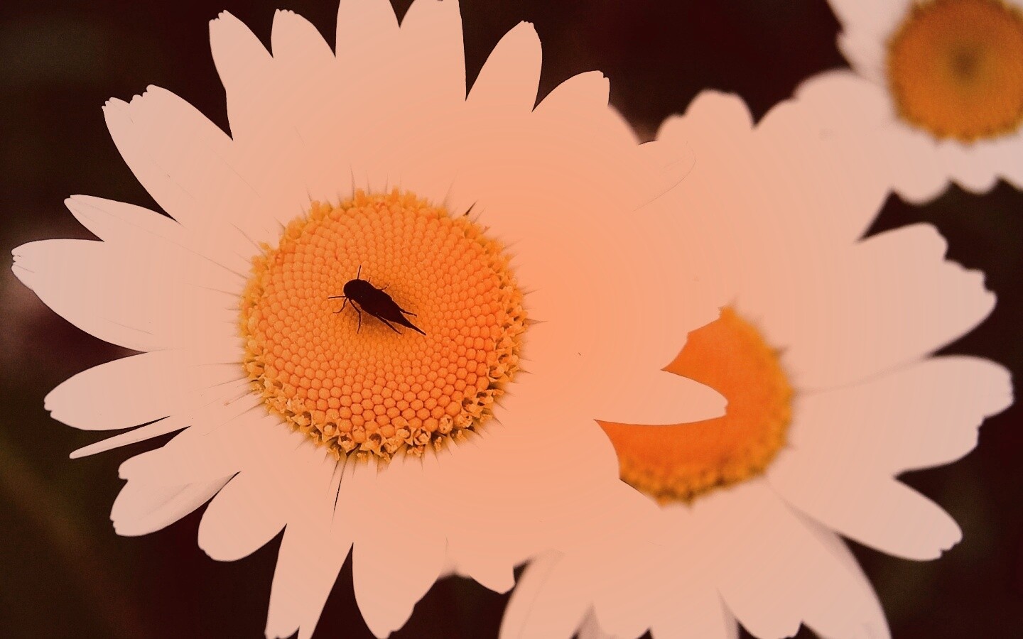 Ромашки обои