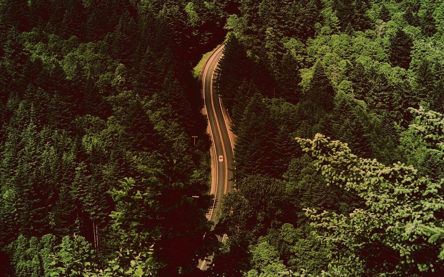 Лесная трасса обои