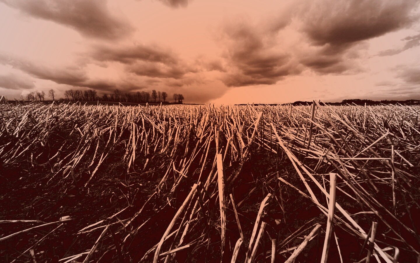 Убранное поле обои