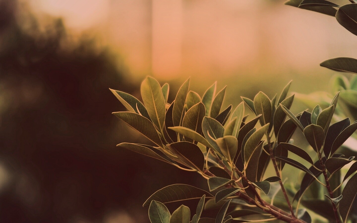 Листья обои