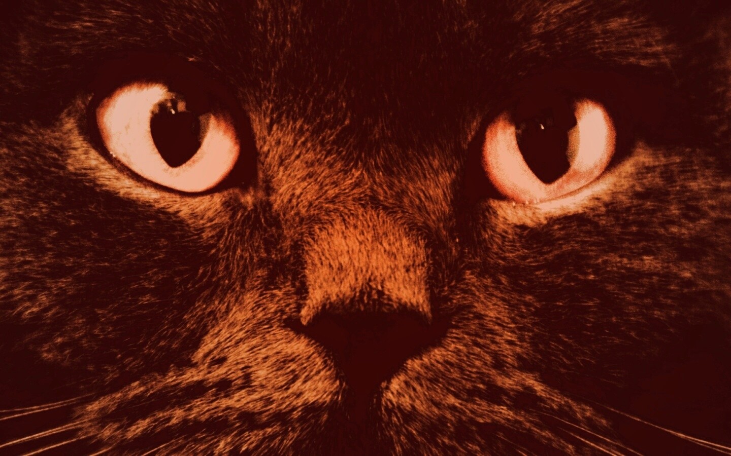 Черный кот с оранжевыми глазами обои