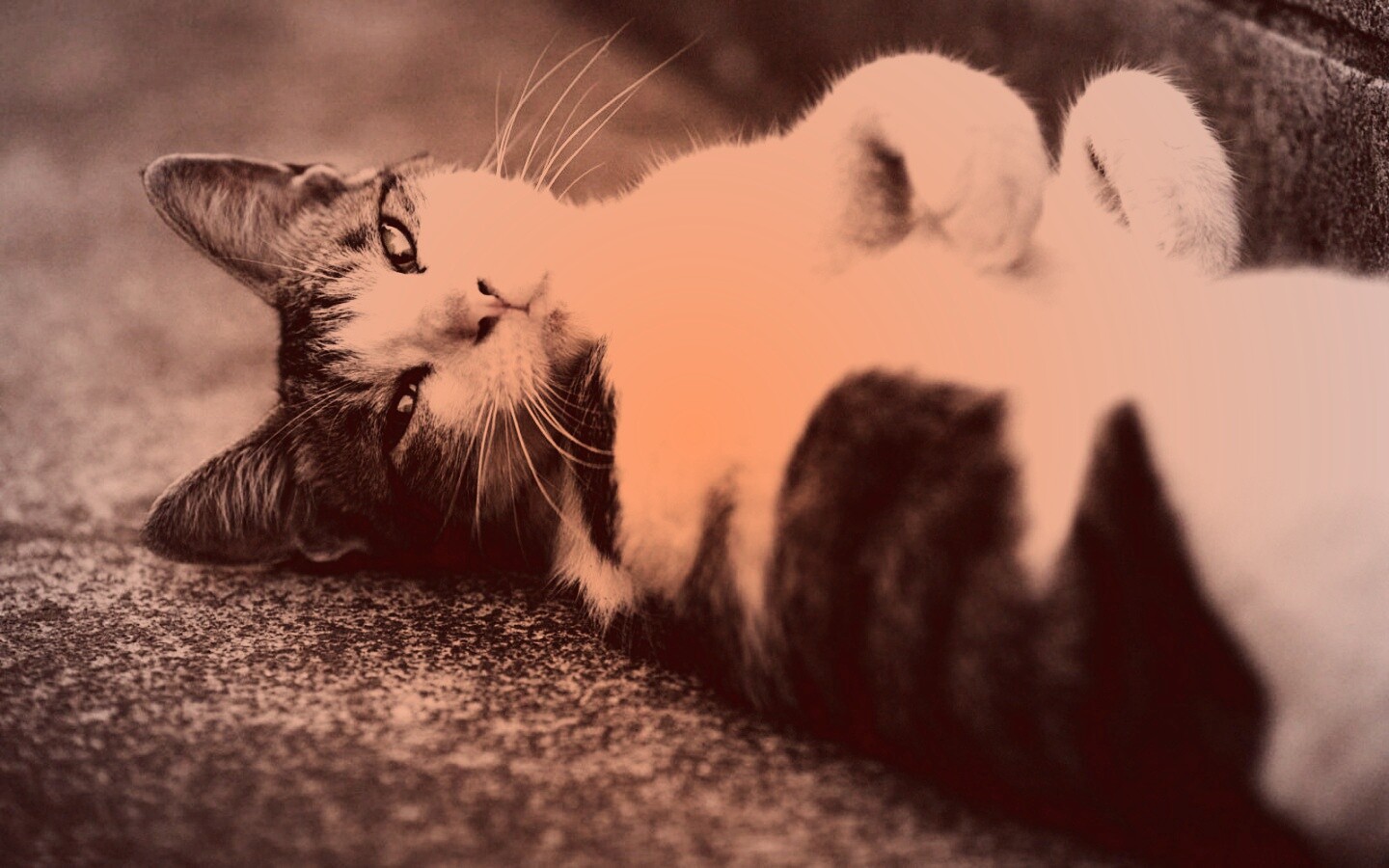 Кот лежит на спине обои