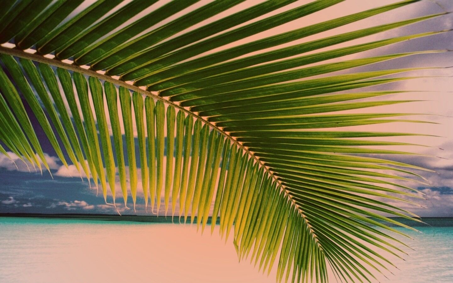 Пальмовый лист обои