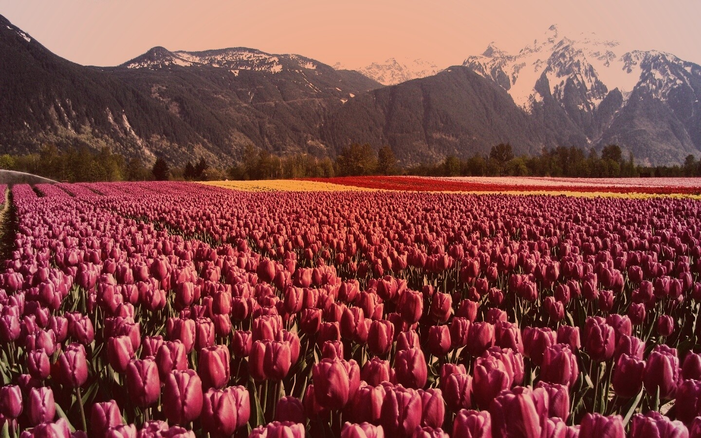 Поле тюльпанов обои