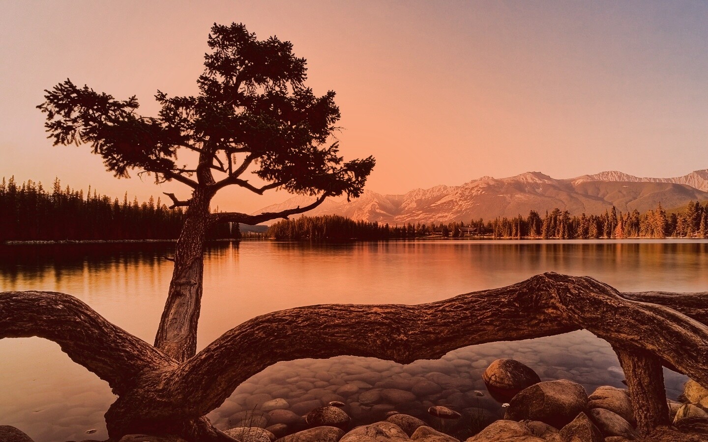 Дерево у горного озера обои