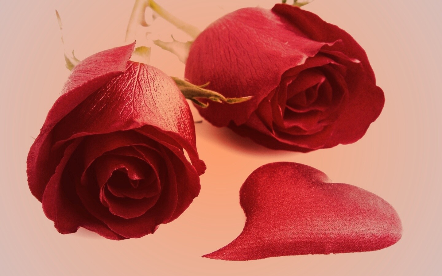Две красные розы обои