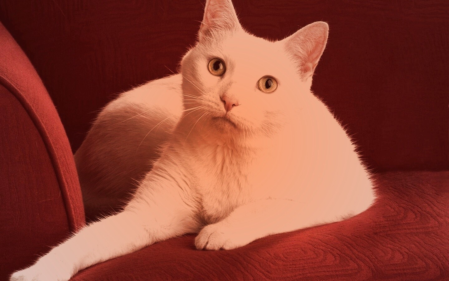 Белой кот на красном диване обои